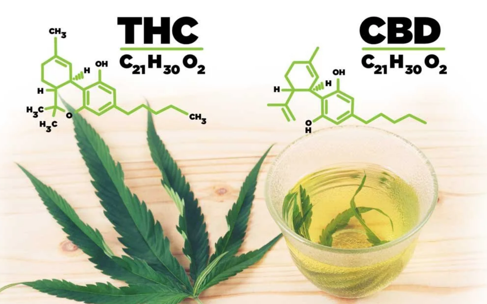 CBD vs THC : comprendre les vraies différences