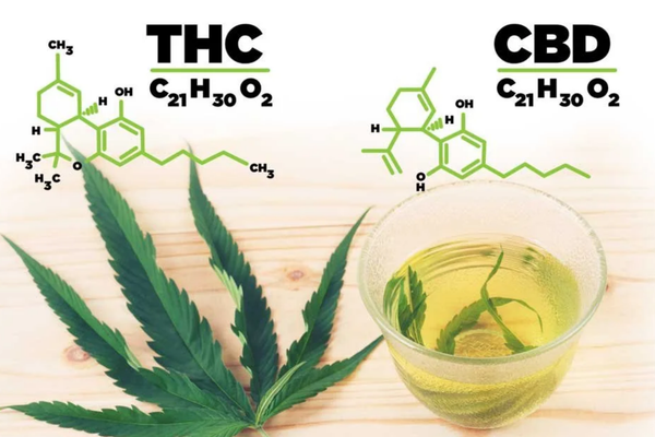 CBD vs THC : comprendre les vraies différences