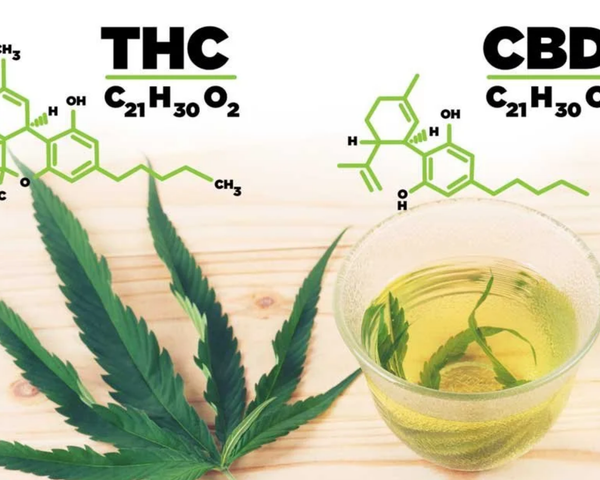CBD vs THC : comprendre les vraies différences
