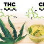 CBD vs THC : comprendre les vraies différences