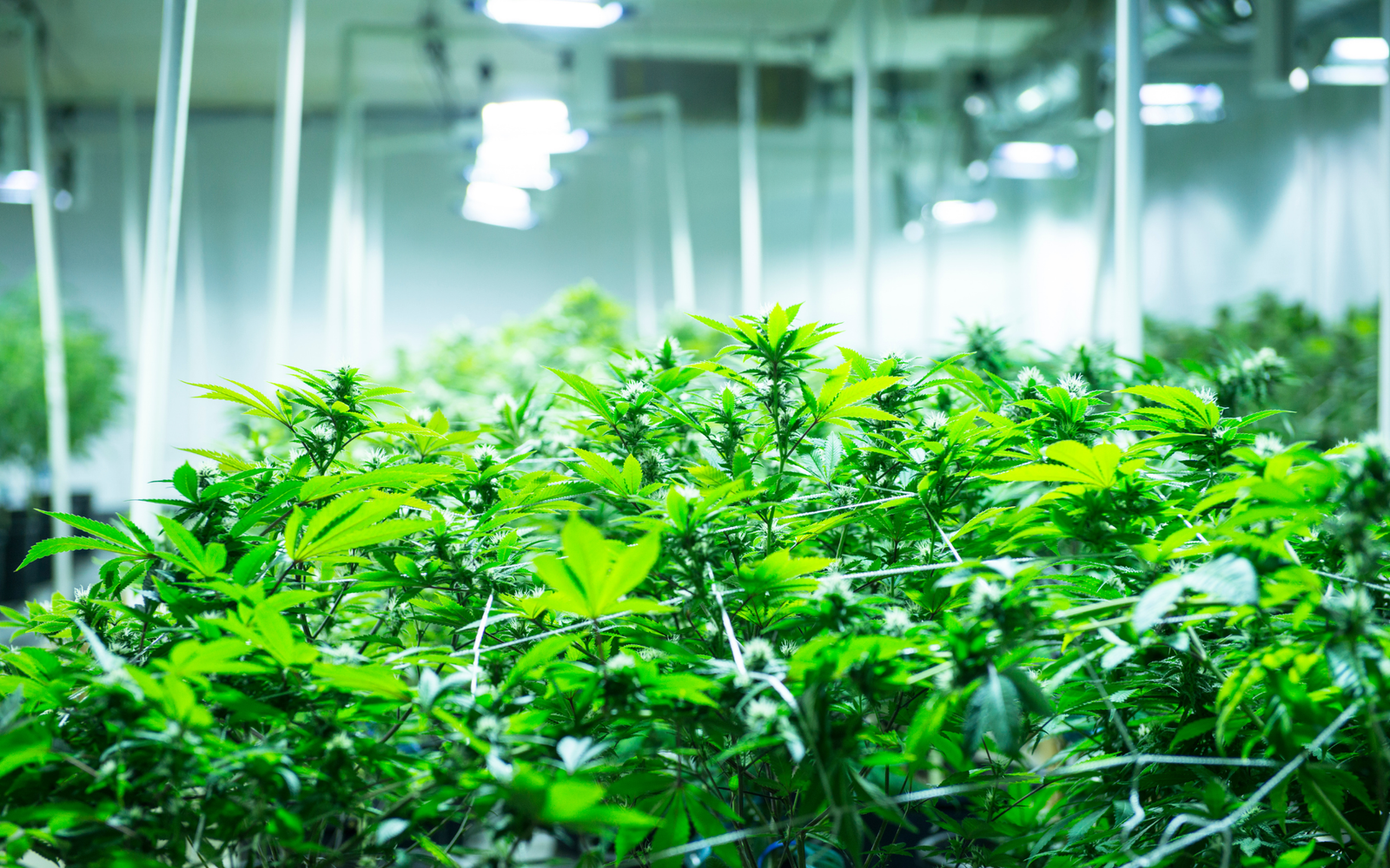 Le CBD en Suisse : un savoir-faire unique