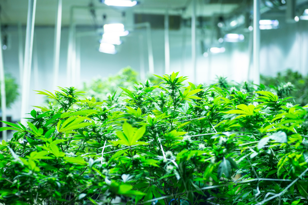 Le CBD en Suisse : un savoir-faire unique