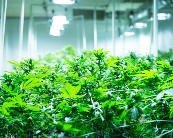 Le CBD en Suisse : un savoir-faire unique