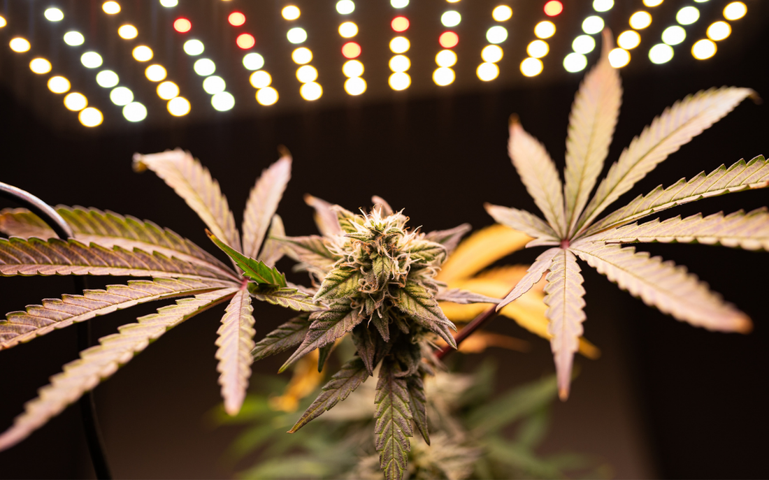 Pourquoi la culture indoor change tout ?