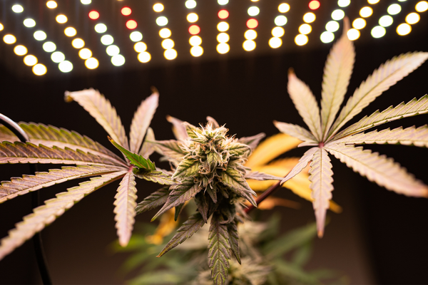 Pourquoi la culture indoor change tout ?