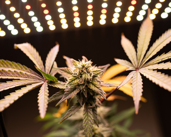 Pourquoi la culture indoor change tout ?