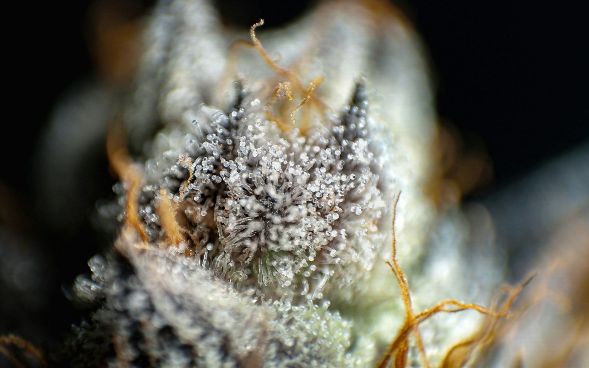 Comment reconnaître une fleur de qualité ?