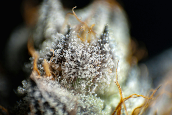 Comment reconnaître une fleur de qualité ?