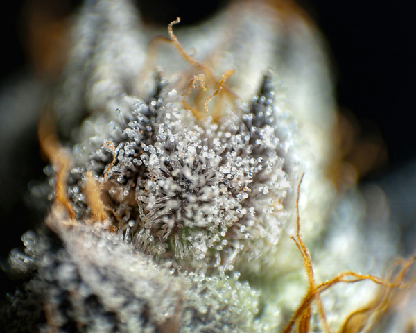 Comment reconnaître une fleur de qualité ?